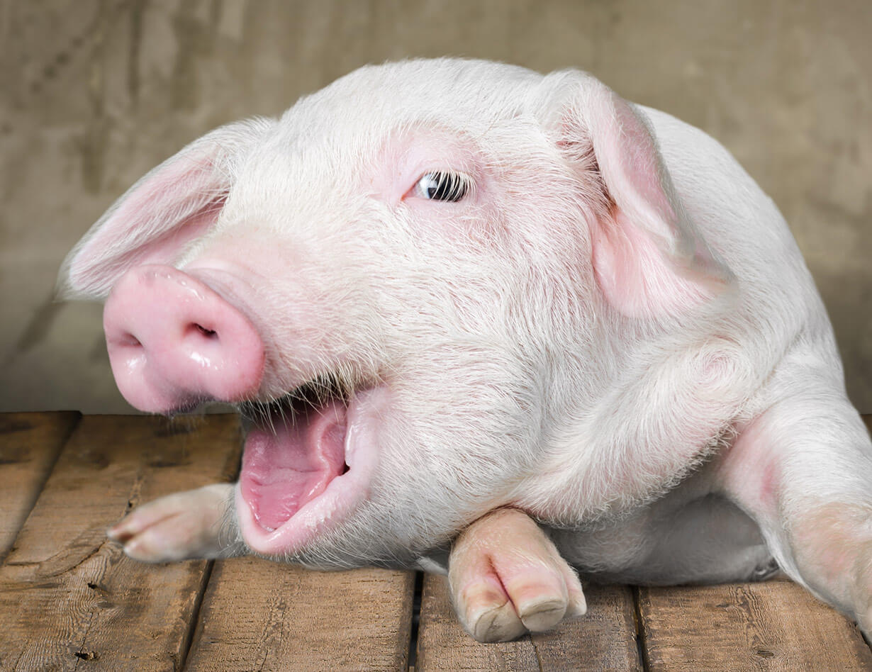 Nulla rhoncus efficitur augue