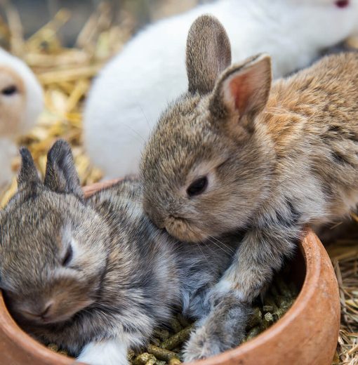 Proin venenatis felis