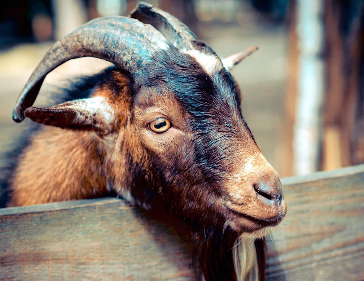 Donec in maximus augue