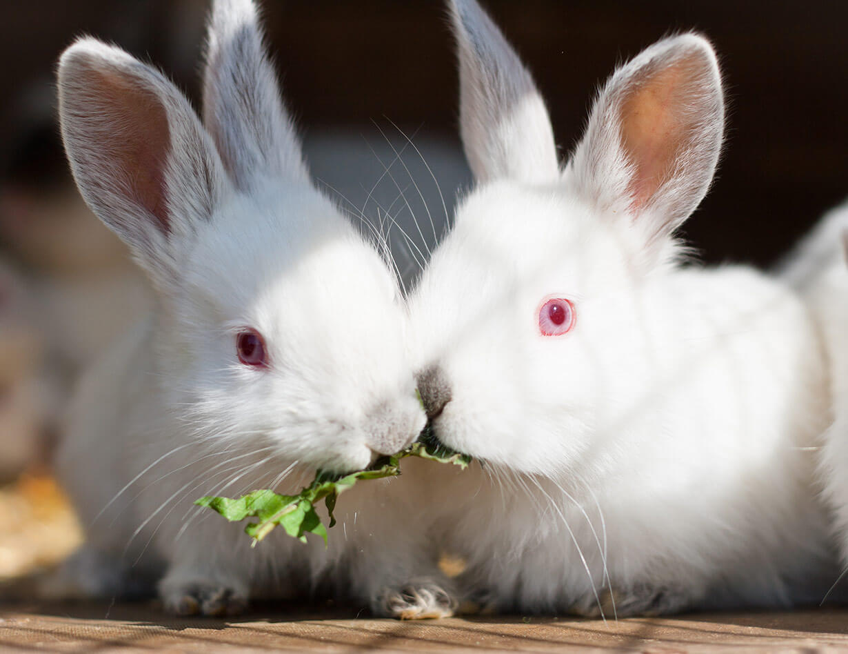 Cras tristique purus non lacus