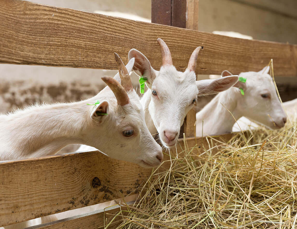 Mauris nec nunc neque