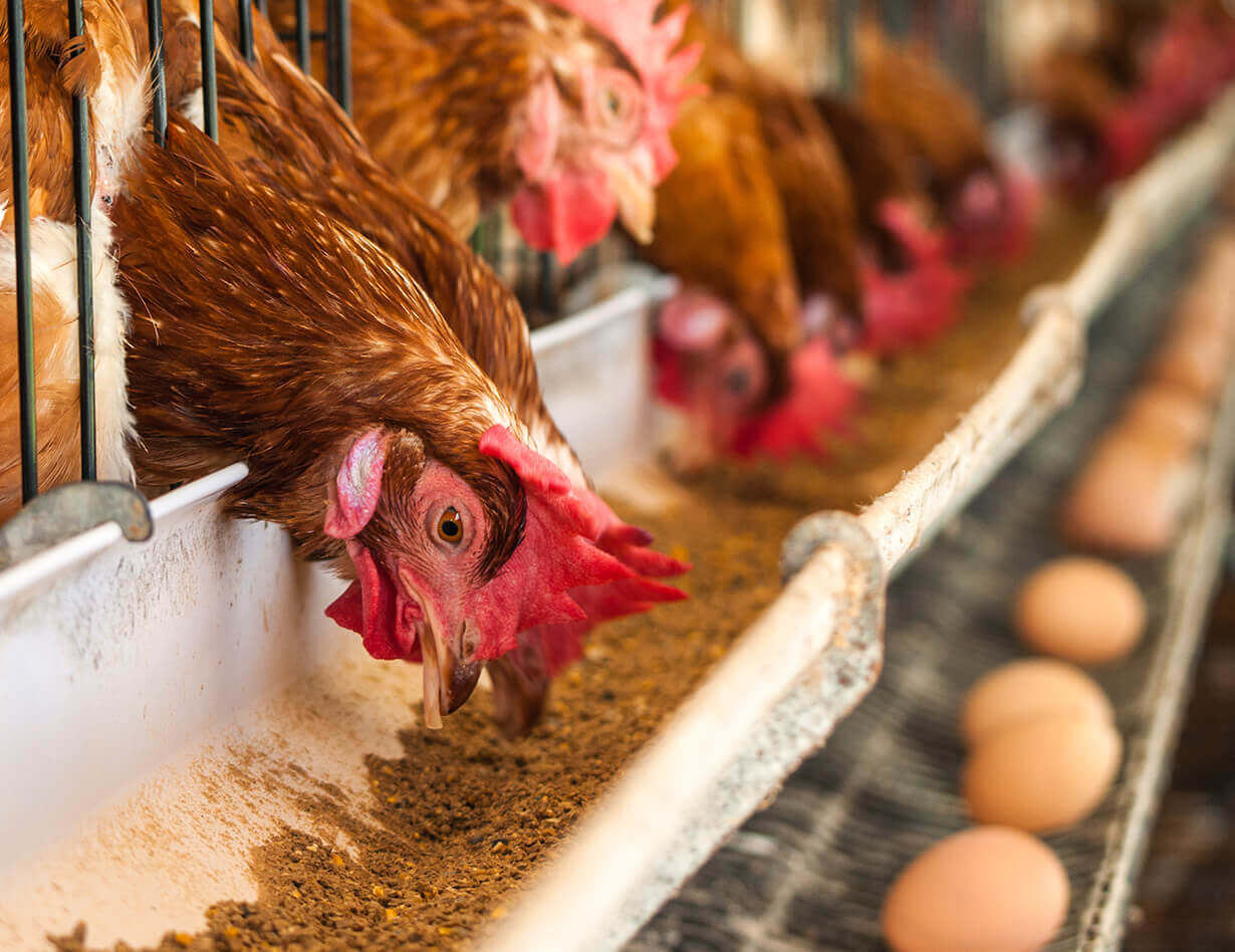 Duis fermentum felis